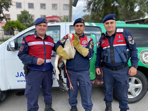 Çine'de Jandarmalarımız Yaralı Leylek'in Yardımına Koştu